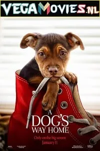 A Dogs Way Home (2019) Dual Audio {Hindi-English} 480p - 720p - 1080p