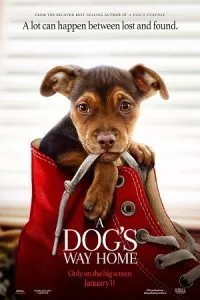 A Dog’s Way Home (2019) Dual Audio {Hindi-English} 480p - 720p - 1080p