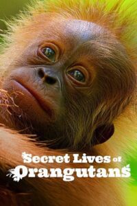 Secret Lives of Orangutans (2024) NF WEB-DL Dual Audio {Hindi-English} 480p - 720p - 1080p