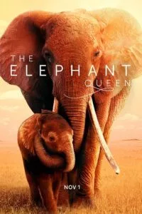 The Elephant Queen (2019) WEB-DL Dual Audio {Hindi-English} 480p - 720p - 1080p
